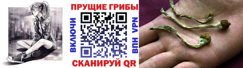 Галлюциногенные грибы Cubensis  Мантурово 